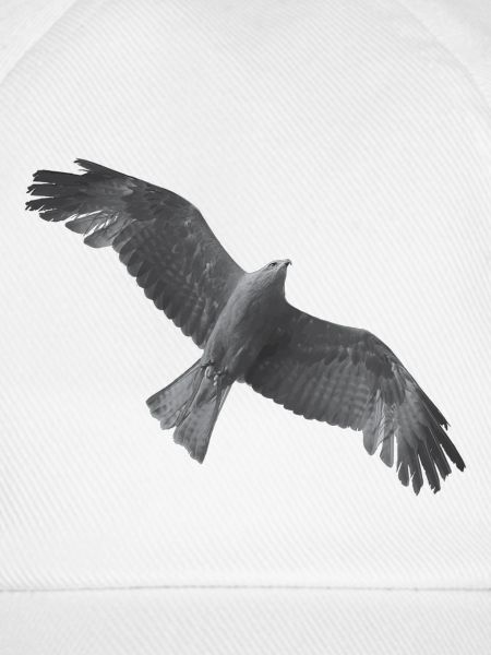 Golden Eagle