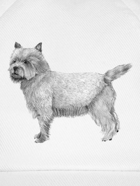 Cairn-Terrier