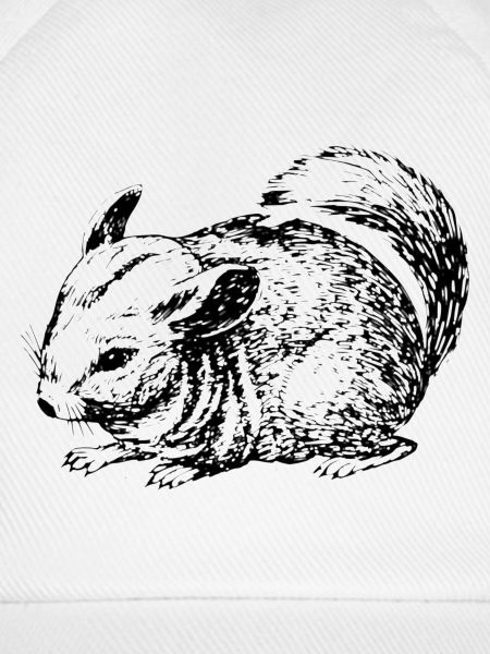 Chinchilla Umriss