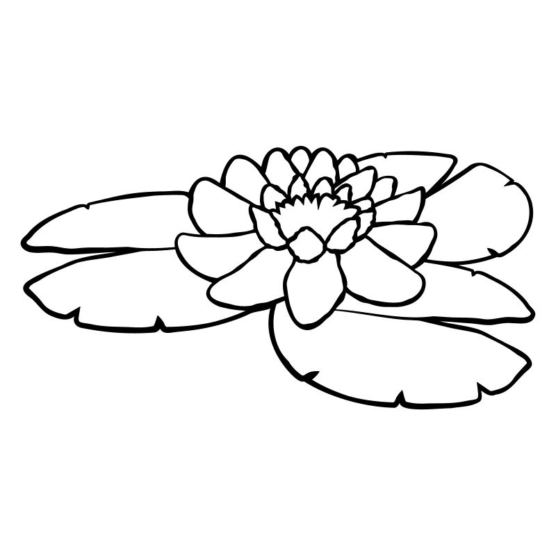 Pond Water Blossom