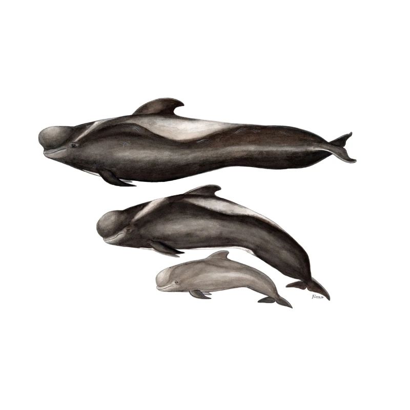globicéphale - finned - globicéphale