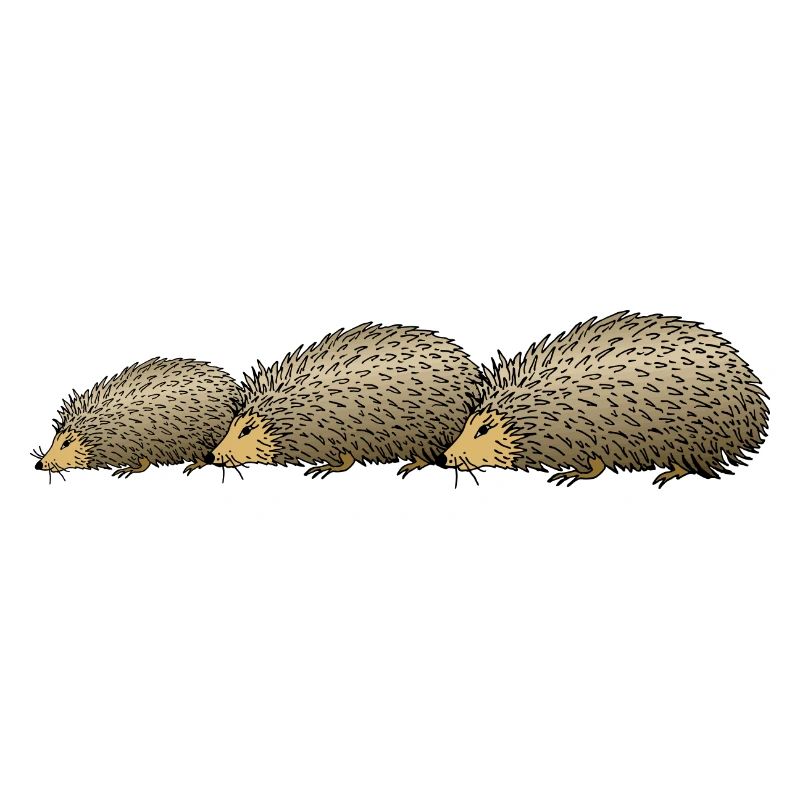 Igel