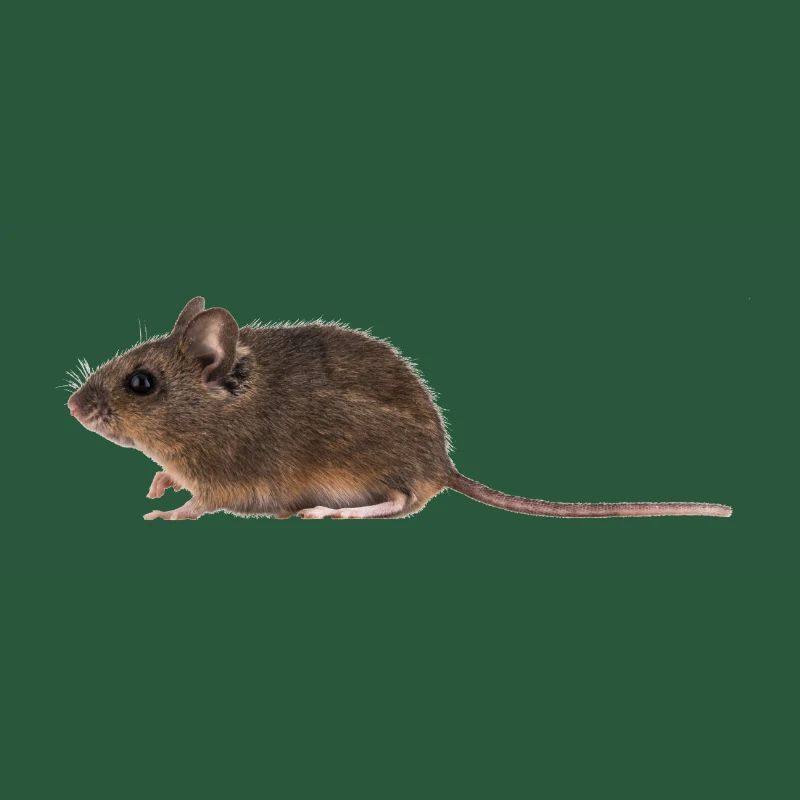 A mouse