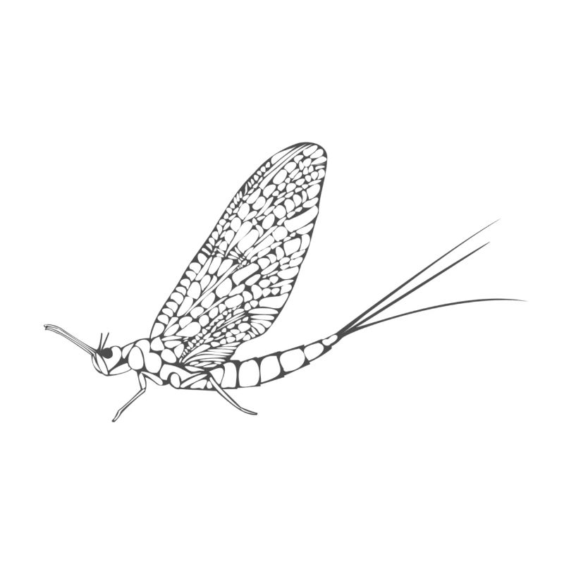 insect