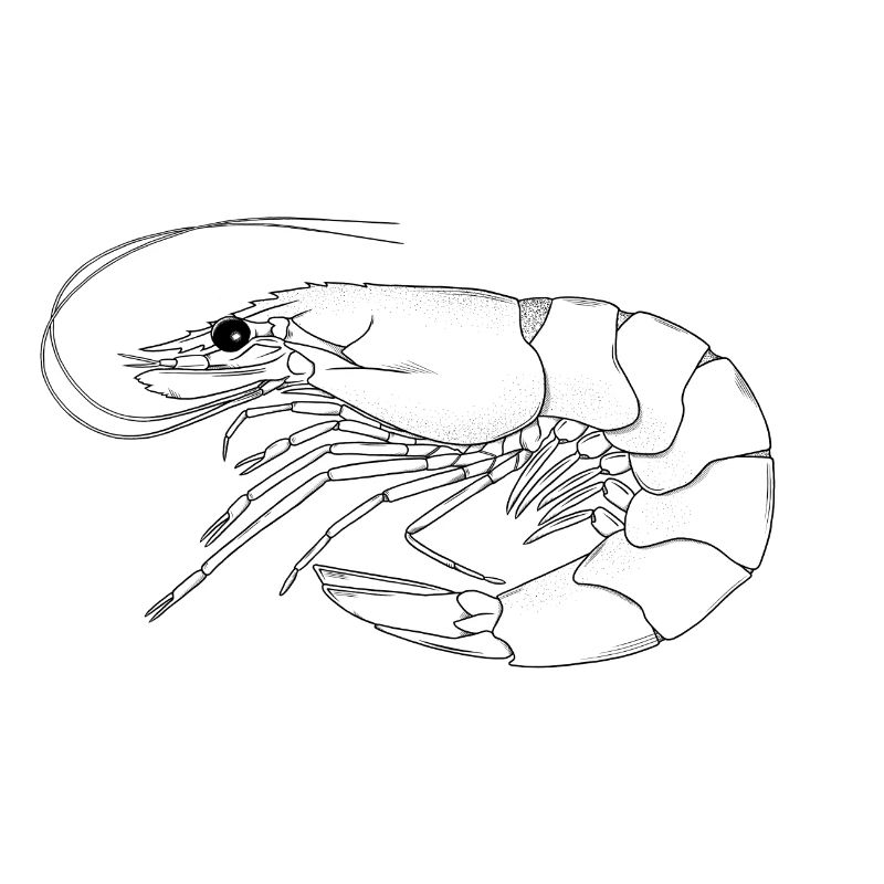 Garnele