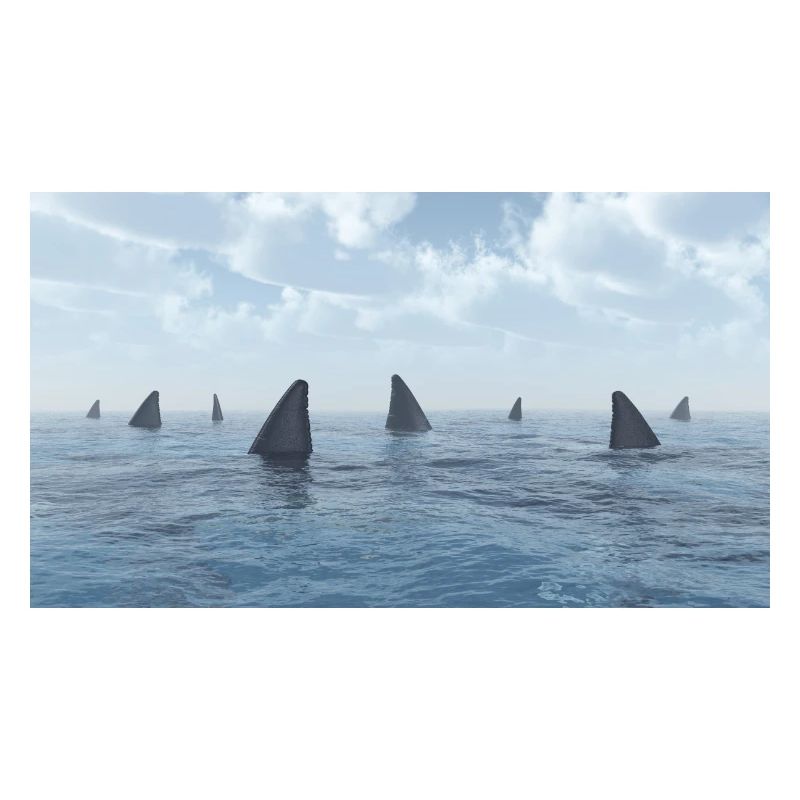 Grand requin blanc, requin, aileron de requin