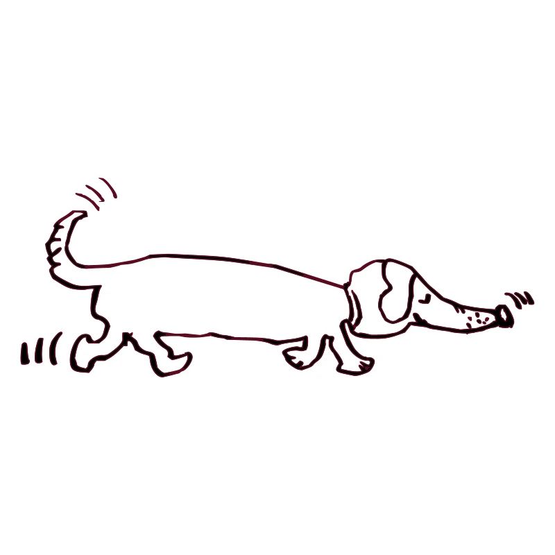 drôle teckel, teckel, chien, teckel