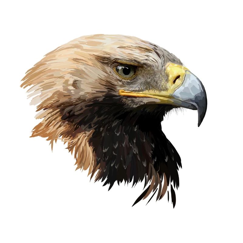 Adler