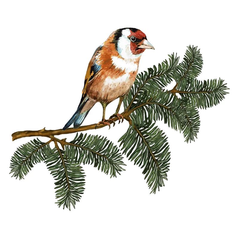 Stieglitzvogel