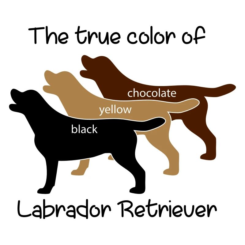 True Color Labrador