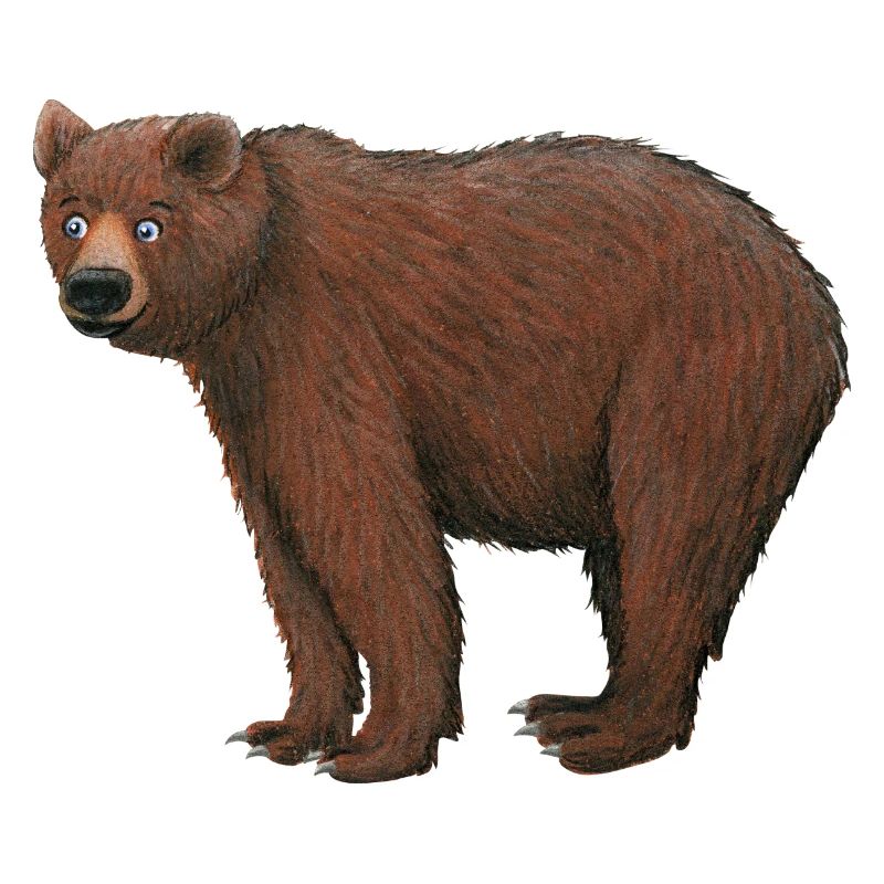 brown bear