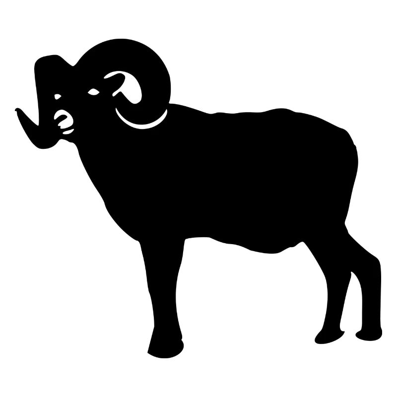 sheep17