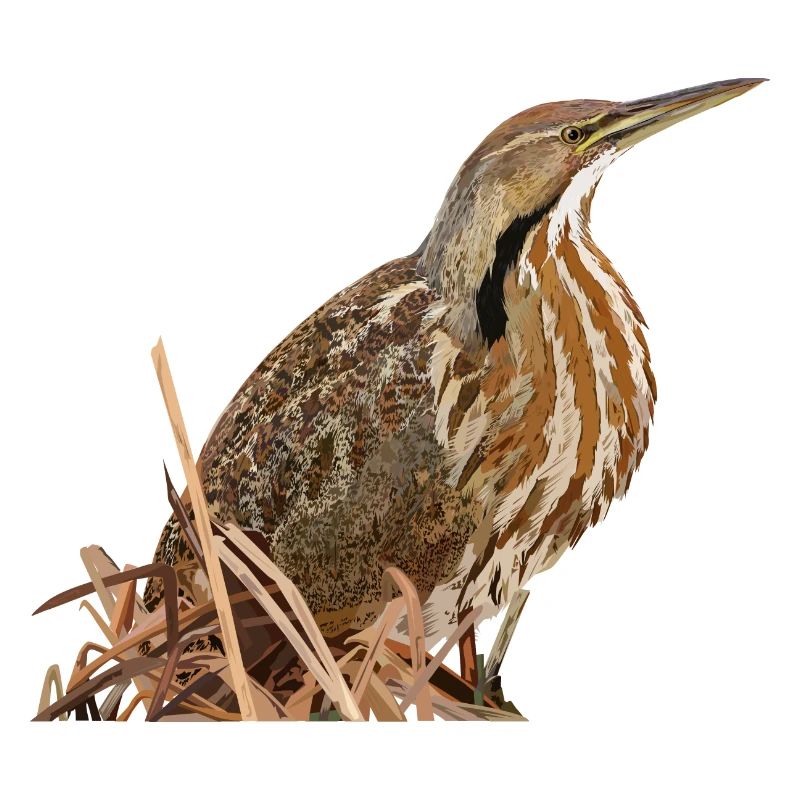 Lentiginous Bittern