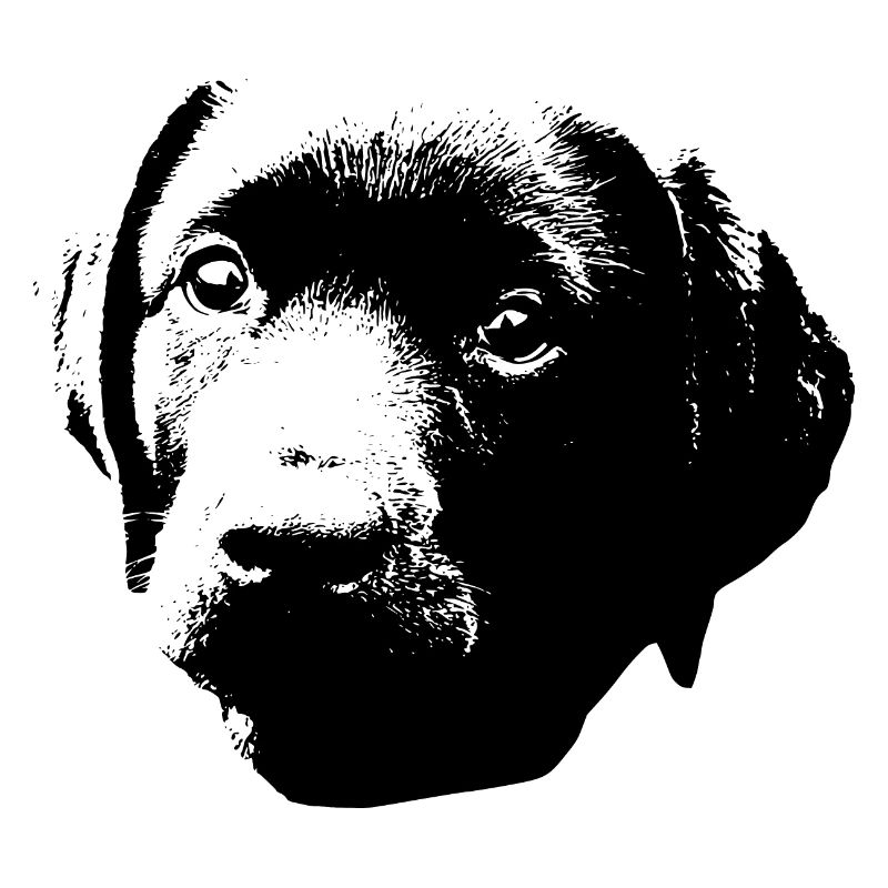 chien chien chiot Labrador