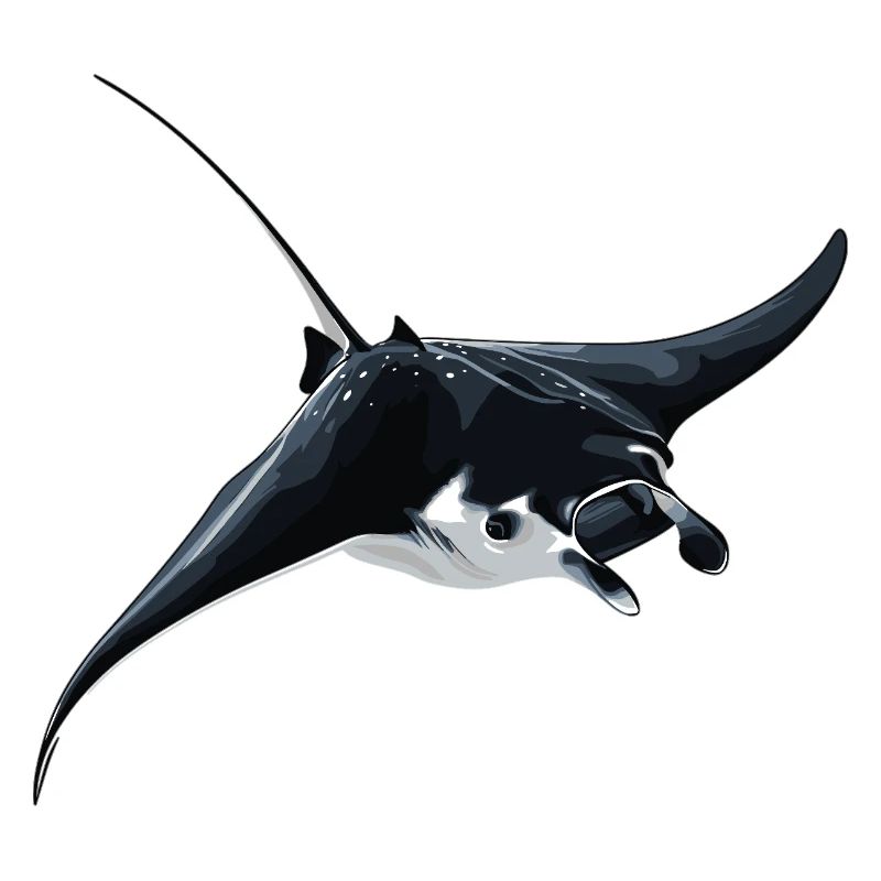 Rays Manta Rays