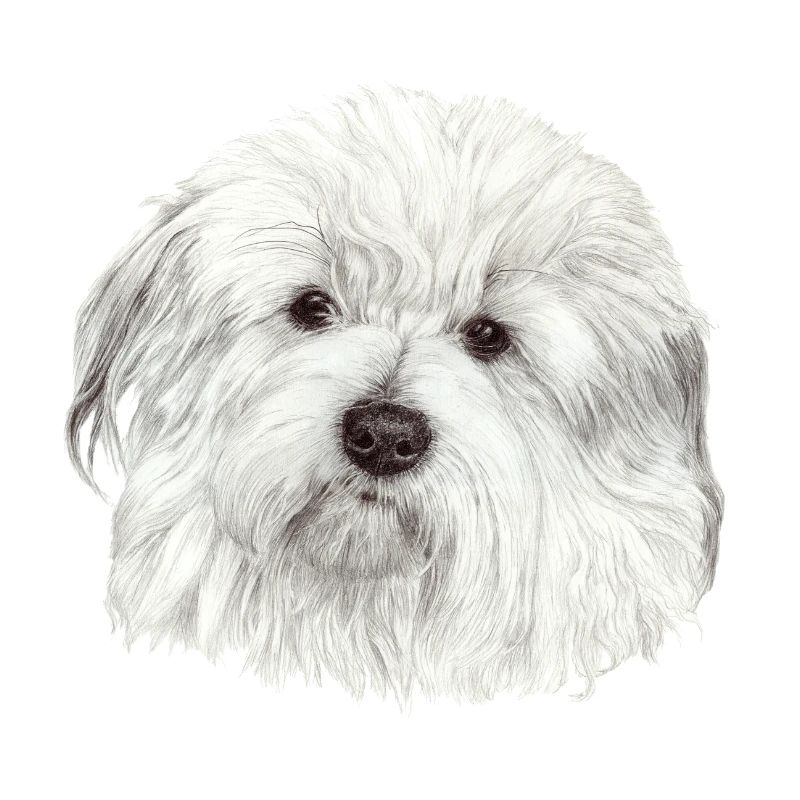 Coton-de-Tulear