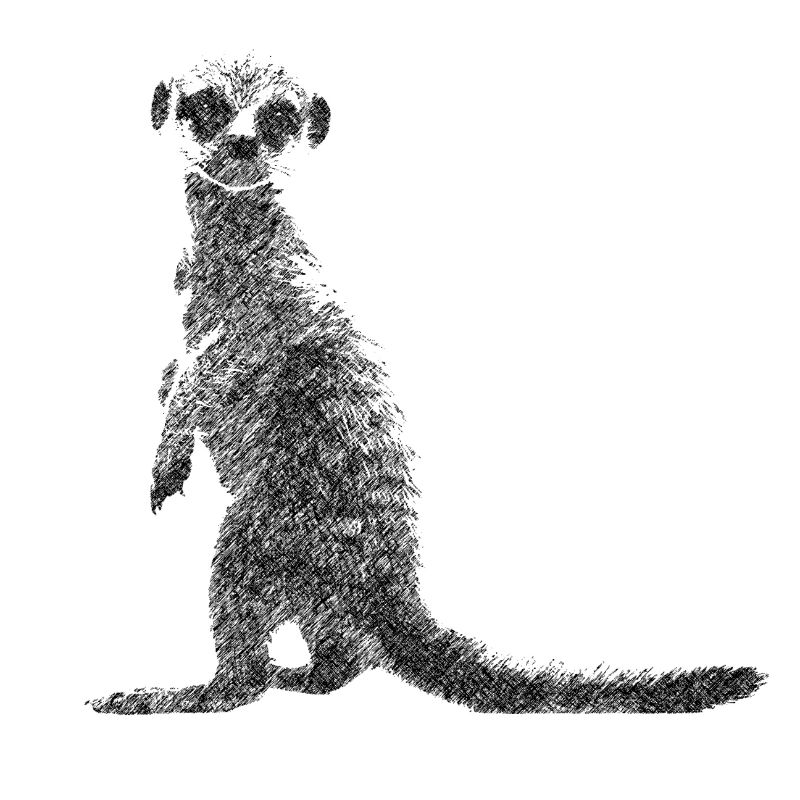 Erdmännchen