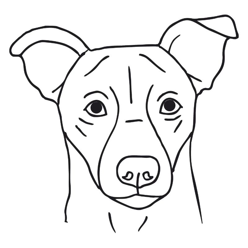 Jack Russell Terrier