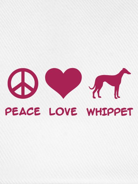 Whippet