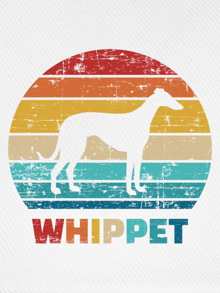 Whippet
