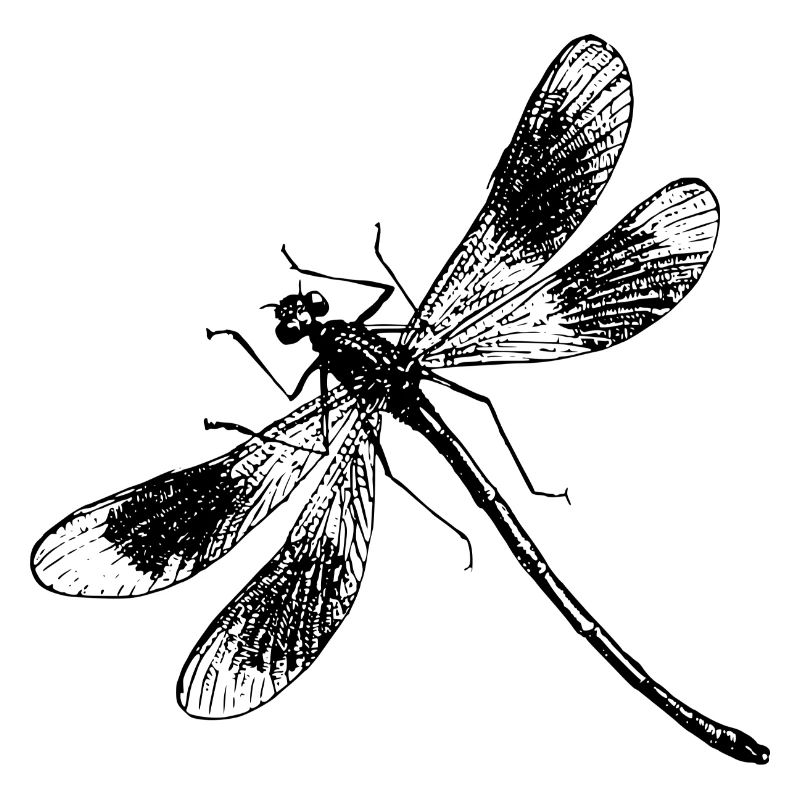 libe 31