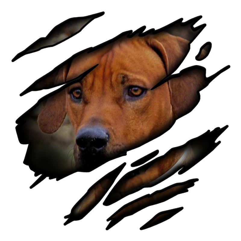 Rhodesian Ridgeback in mir