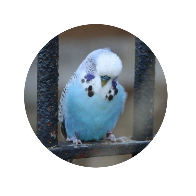 Blue budgerigar budgerigars