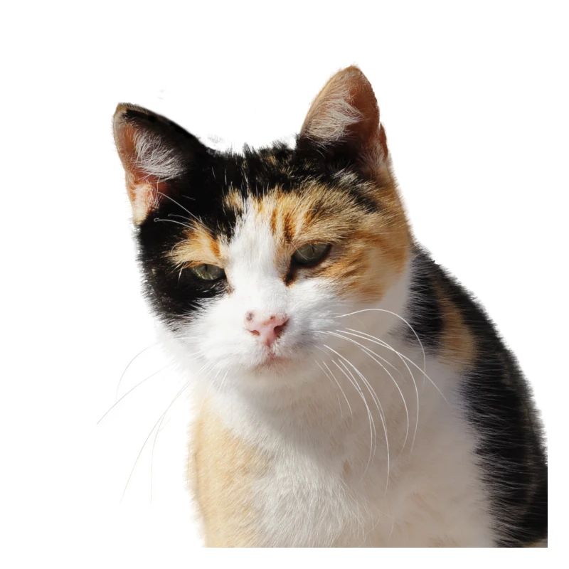 Katze