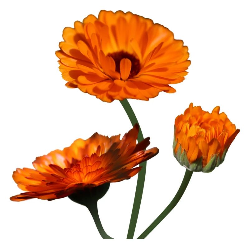 Soucis fleurs d’oranger de souci