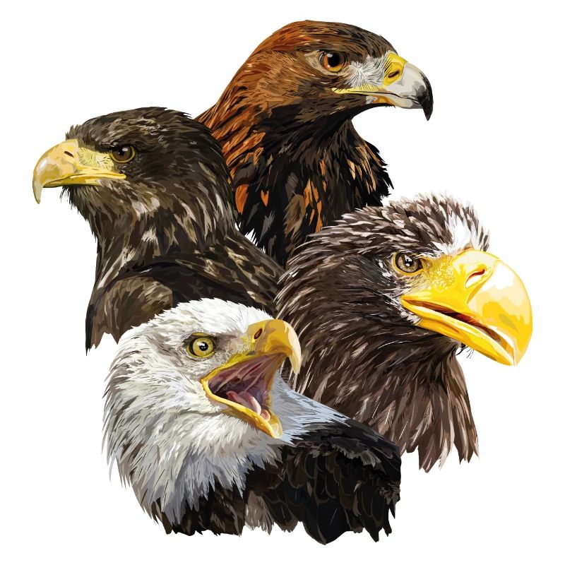 Pigargos et Eagle