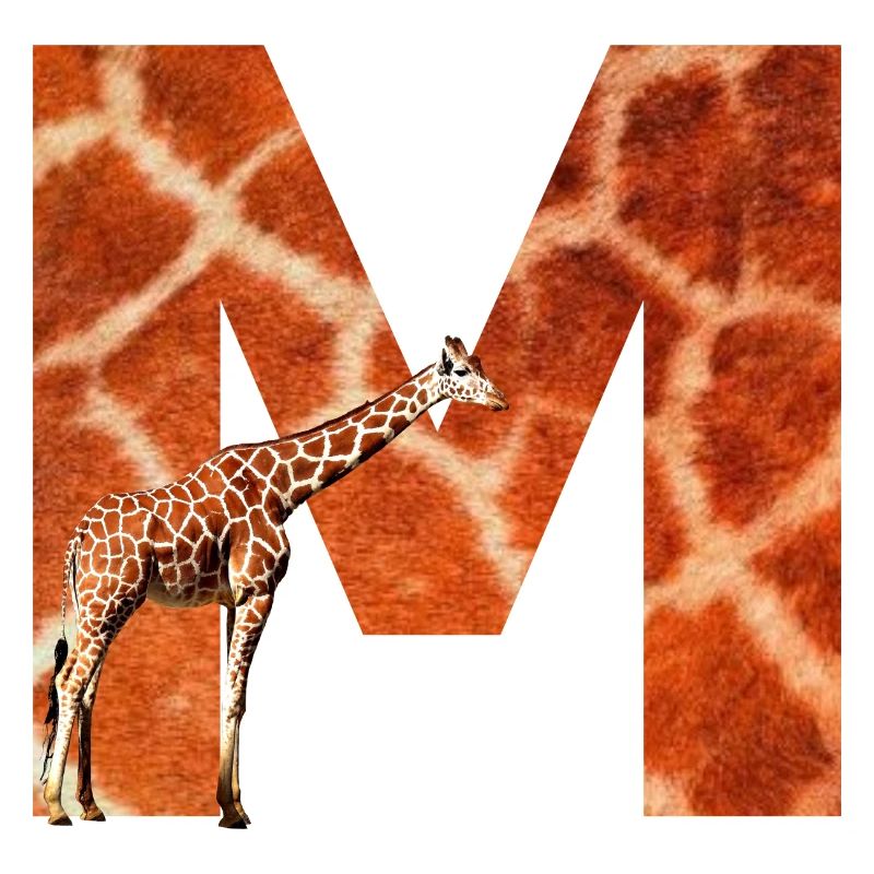giraffe m