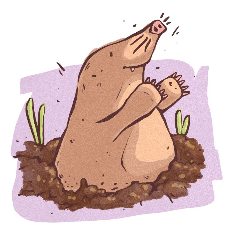 Mole in der Erde