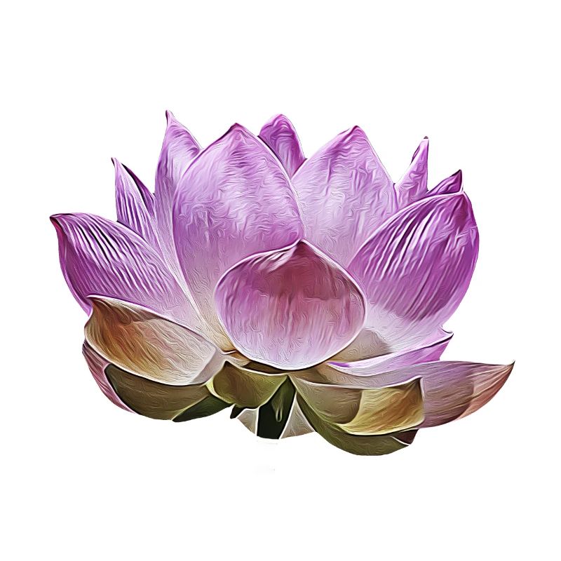 Lotusblüte