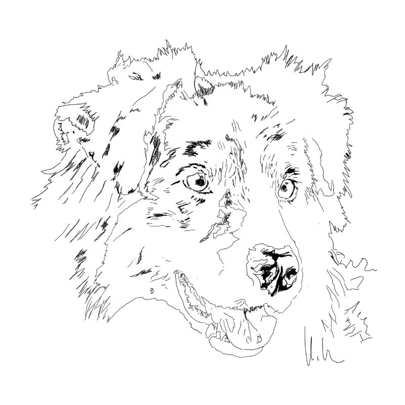 Australian Shepherd