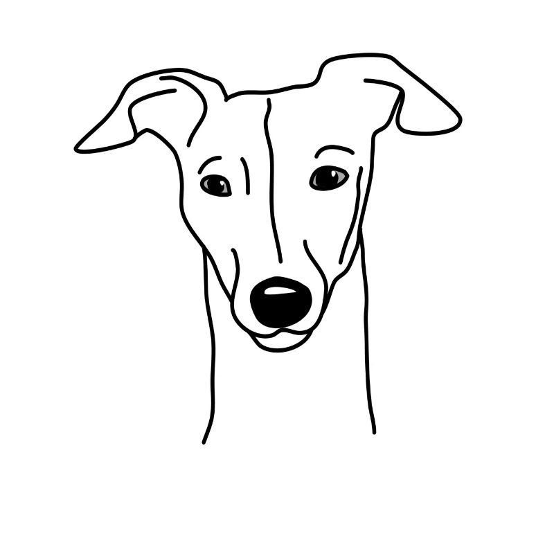 Whippet