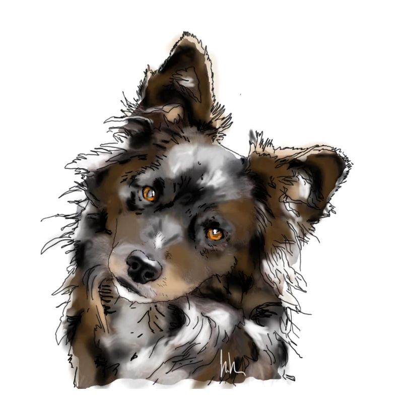 Australian Shepherd