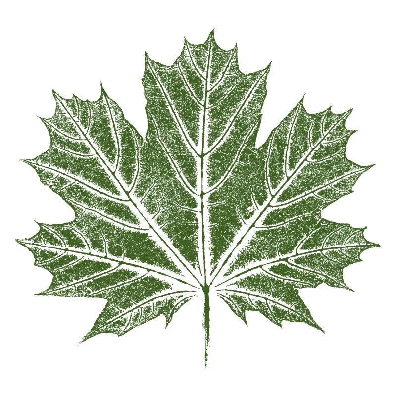 Maple Leaf / Leaf - BOTANICAL Maple
