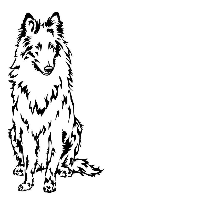 Belgischer Schäferhund Groenendael
