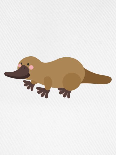 ornithorynque