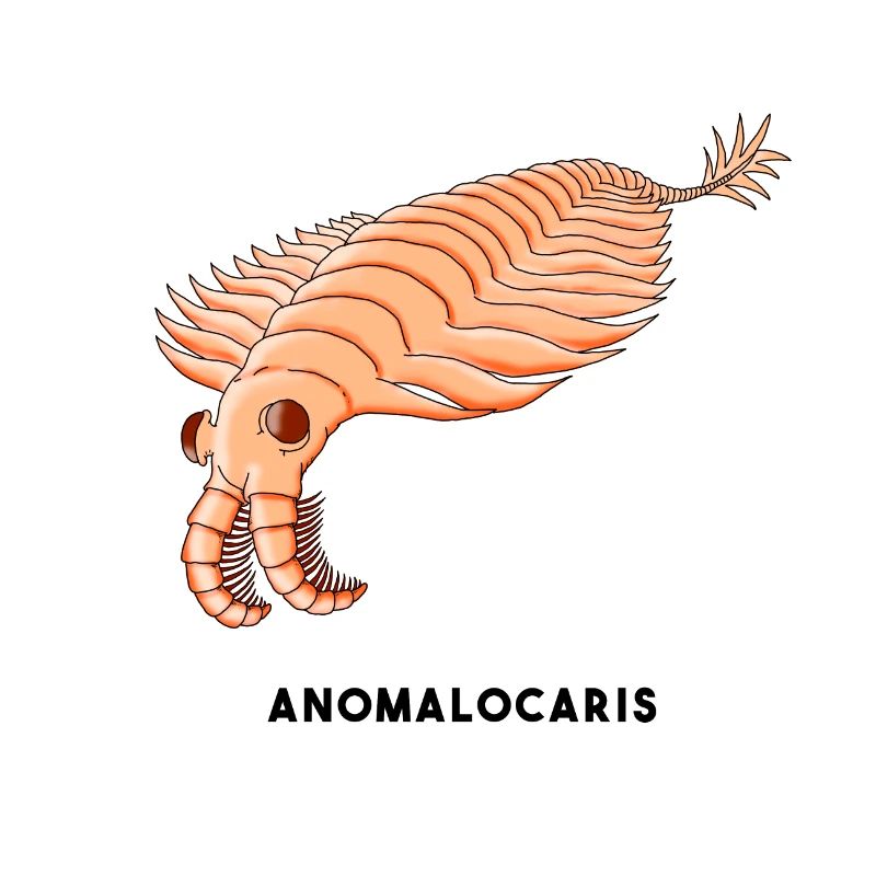 ANOMALOCARIS