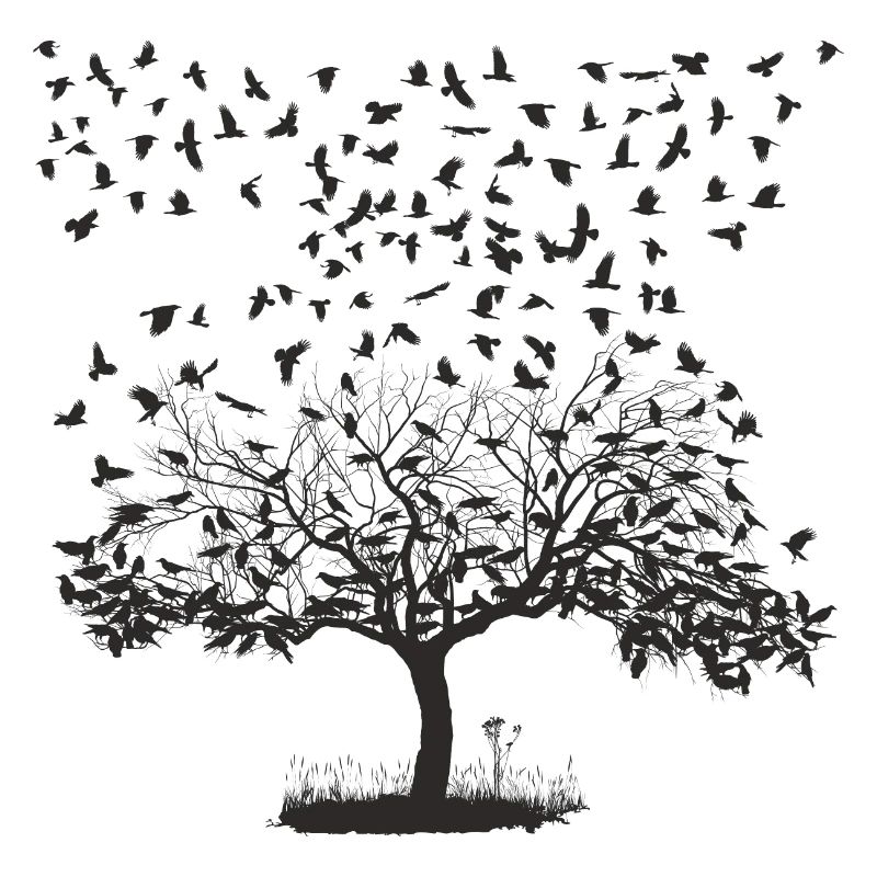 Crows in a tree