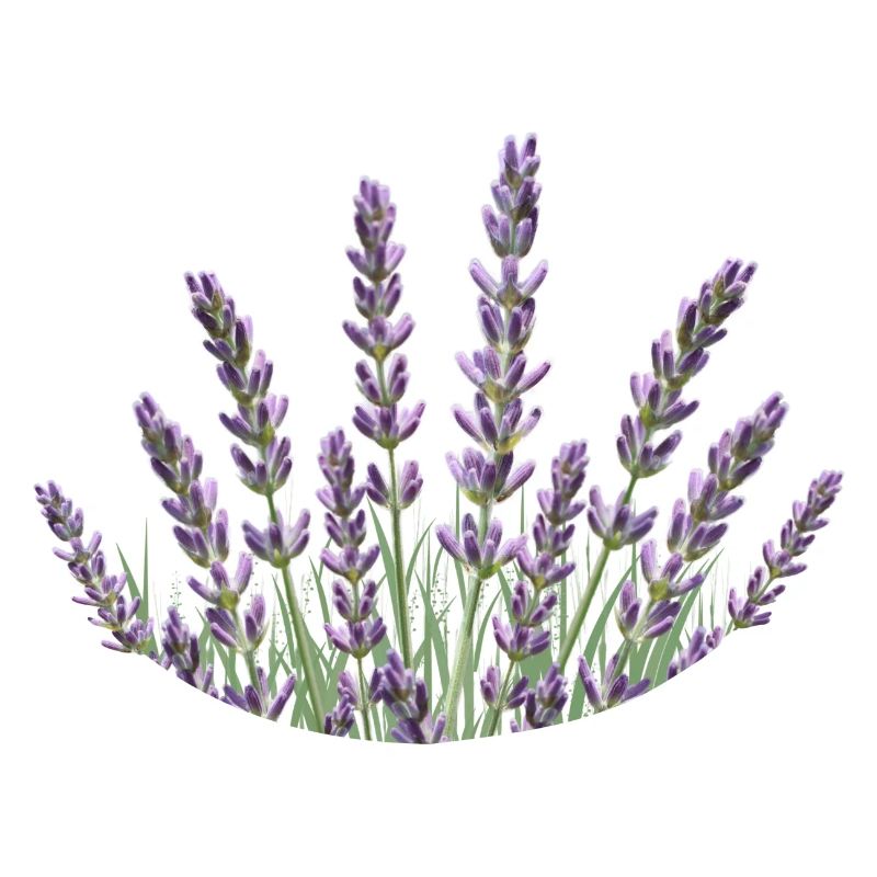 Lavendelhalme Lavendel