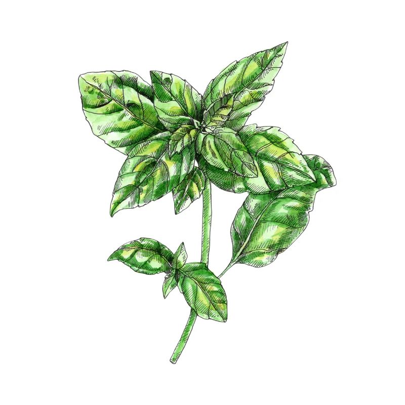 basilic