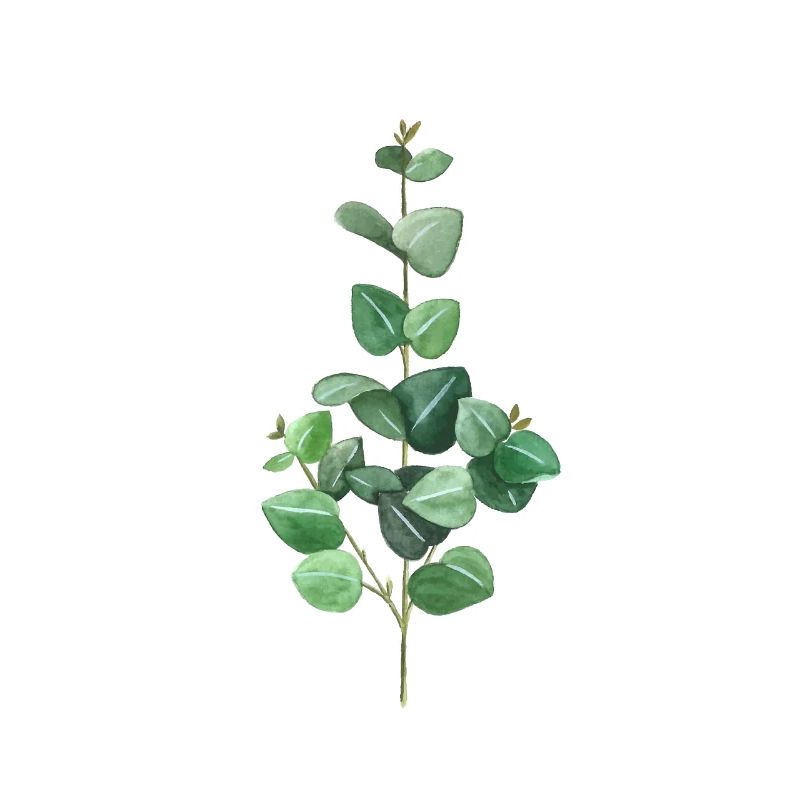 Eucalyptus vert