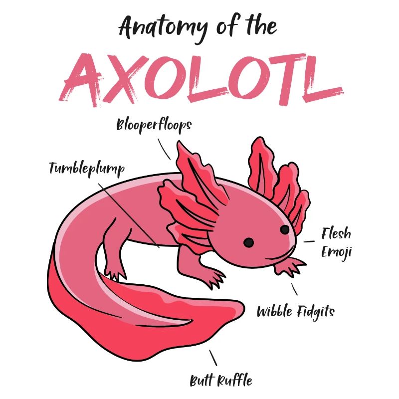 Axolotl Anatomie