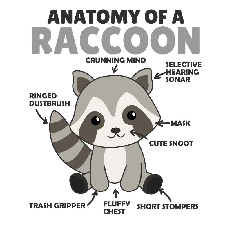 explication du raton laveur doux Anatomie d’un raton laveur