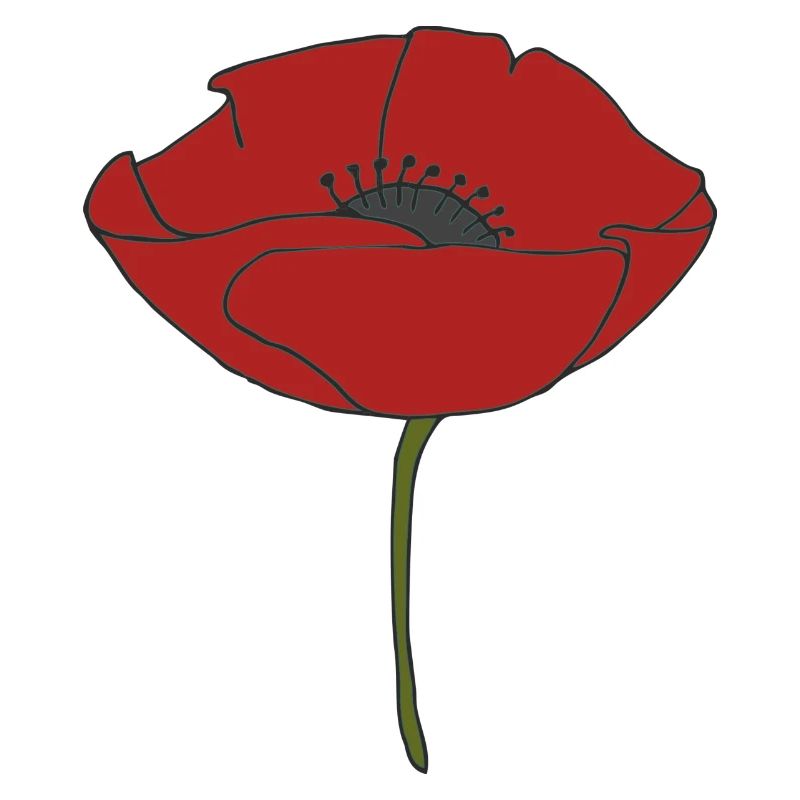 corn poppy