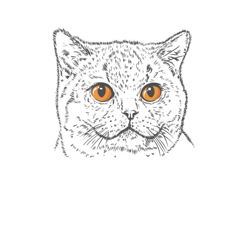 Britisch Kurzhaar Katze mit Kupfer Augen