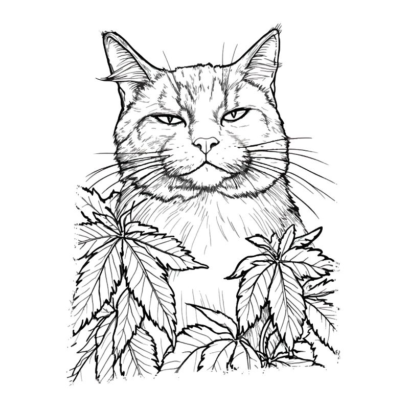 Katze mit Hanf : Lustiger Blick Stubentiger