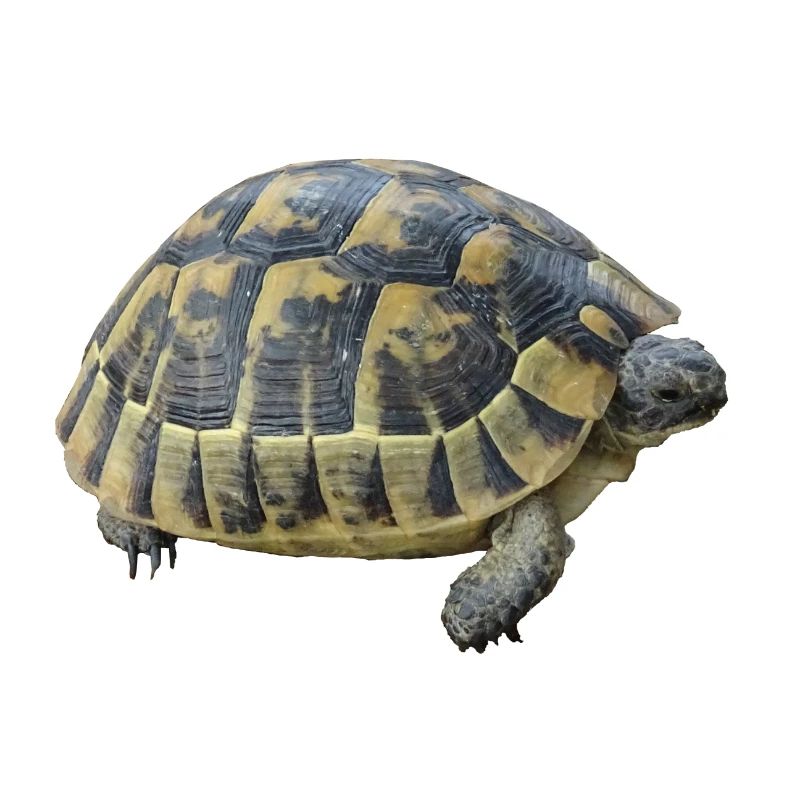 Schildkröte Kinder Junge Mädchen Geschenk